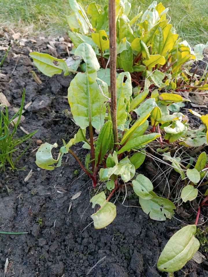 Sauerampfer Ableger für Hochbeet, Kräutergarten, ideal für Salat in Salzgitter