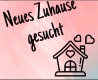 Familie sucht Wohnung /tausch auch möglich Niedersachsen - Wennigsen Vorschau