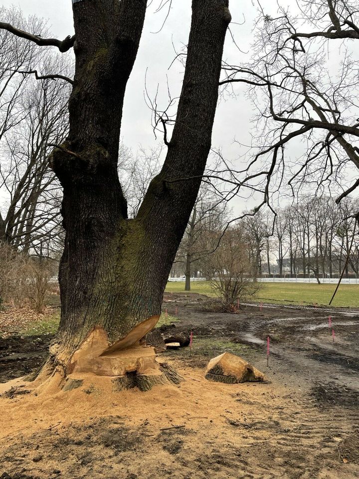 Baumfällung, Wurzelfräsen, Baumpflege, Häckselarbeiten in Pirna