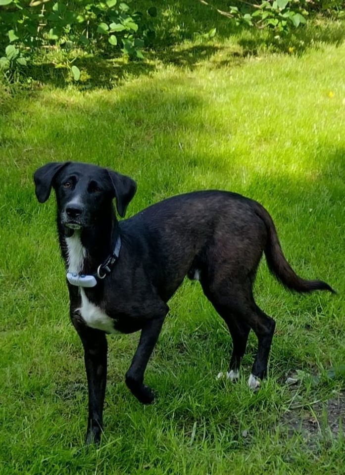 HENRY ❤️ Junger schwarzer lieber Rüde, freundlicher Gefährte in Alpen