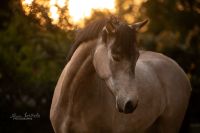 Wunderschöne Buckskin Connemara Pony Stute zu verkaufen Niedersachsen - Meinersen Vorschau