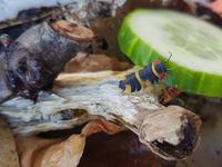 Ardientella Tricolor | Merulanella | Asseln Bayern - Deggendorf Vorschau