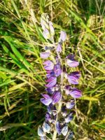 Samen der blauen Riesen-Lupine Niedersachsen - Salzgitter Vorschau