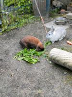 Zwergkaninchen Pärchen Niedersachsen - Jever Vorschau