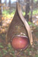 Vogelhaus Metall hängend Naturrost Baden-Württemberg - Nürtingen Vorschau