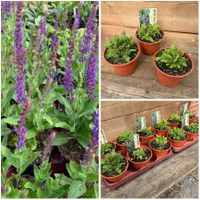 Steppen-Salbei, Salvia 'Ostfriesland', Staude, Stück 3,50 Euro Niedersachsen - Osteel Vorschau