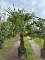 Chinesische Hanfpalme / Trachycarpus fortunei / Höhe 200cm Nordrhein-Westfalen - Bocholt Vorschau