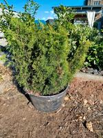 Lebensbäume Thuja Sachsen - Mülsen Vorschau