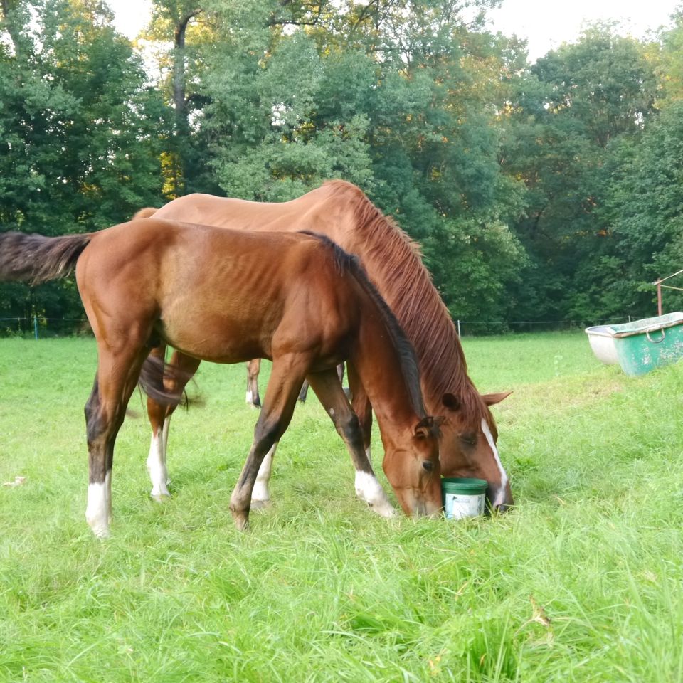 bunte Fuchsstute von Balou du Rouet, 4x weiß mit Blesse in Bad Berka