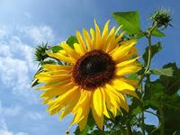BIO Sonnenblumen Stecklinge für Balkon, Garten und jedermann Leipzig - Schönefeld-Abtnaundorf Vorschau