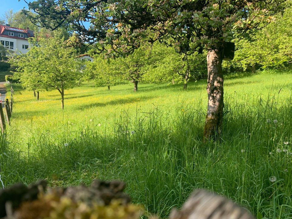 Bio Weide / Wiese / Grünland zum Abhüten / Abgrasen - Hofbieber in Fulda