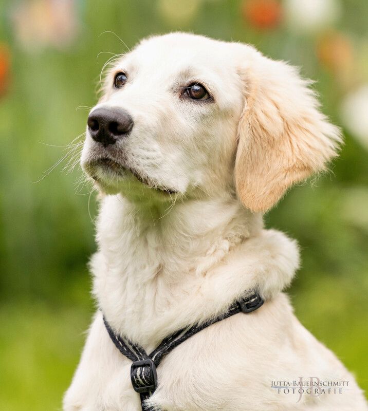 Zeusi, Golden Retriever-Pyrenäen-Berghund-Mix, 4 M., männlich in Lauf a.d. Pegnitz