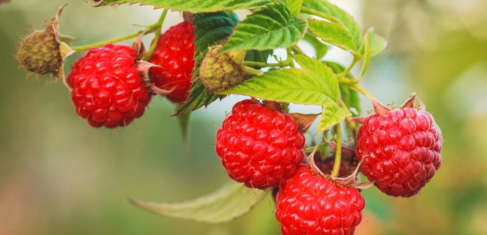 Himbeeren Pflanzen in Halle (Westfalen)