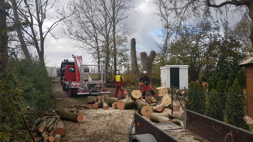 Baumfällung/ Sturmschäden/ Problembaumfällung in München