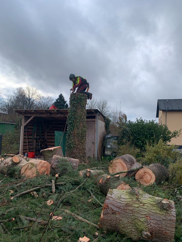 Gartenbau/Gartenarbeiten / Baumpflege / Landschaftspflege/ in Trier