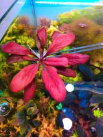 ⭐ ❤ Samolus parviflorus sp Red ❤⭐ Aquarium Garnelen Bucephalandra Freiburg im Breisgau - March Vorschau