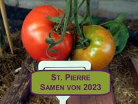 NEUE ERNTE 2023 St. Pierre Fleischtomate 15 Samen aus Bio Anbau Hessen - Borken Vorschau