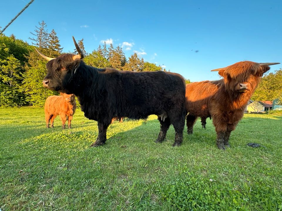 Biete 2 Hochlandrind-Kühe mit Kalb bei Fuß in Laberweinting