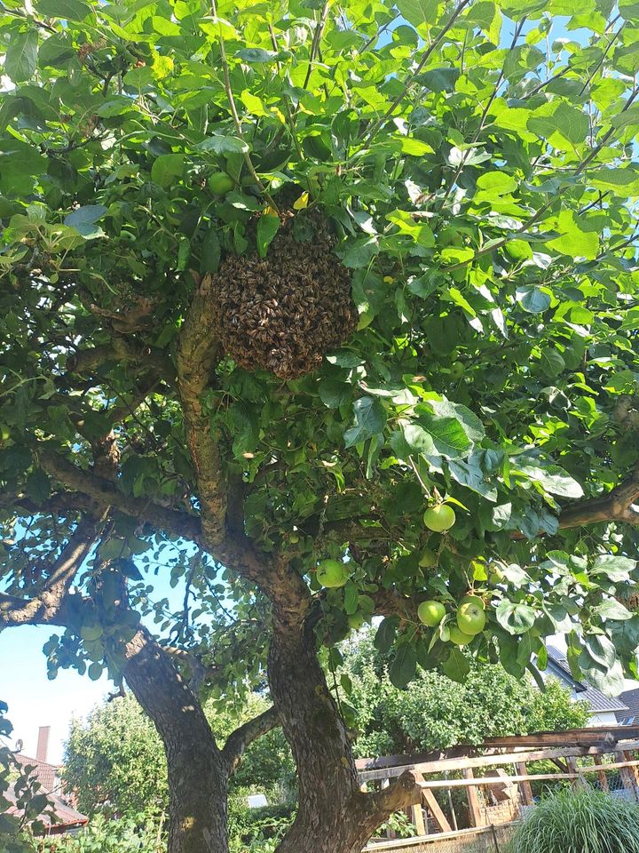 Fange Bienenschwarm in Wedemark