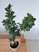 Bonsai Pflanze inkl. Keramiktopf / gut gepflegt 60cm hoch Stuttgart - Stuttgart-Süd Vorschau