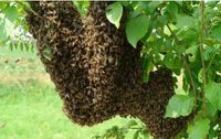 Bienenschwarm Bienentraube einfangen im Umkreis von 26452 Sande B Niedersachsen - Sande Vorschau