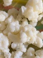 Kefir - Kefirknolle - Milchkefir Bochum - Bochum-Wattenscheid Vorschau