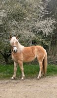 Haflinger Stute Bayern - Ehingen Mittelfr Vorschau