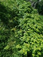 Herbst Himbeeren Baden-Württemberg - Küssaberg Vorschau