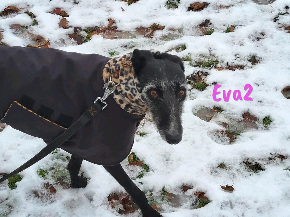 Eva2 eine tolle Hundepersönlichkeit die etwas Geduld braucht in Bühlertann