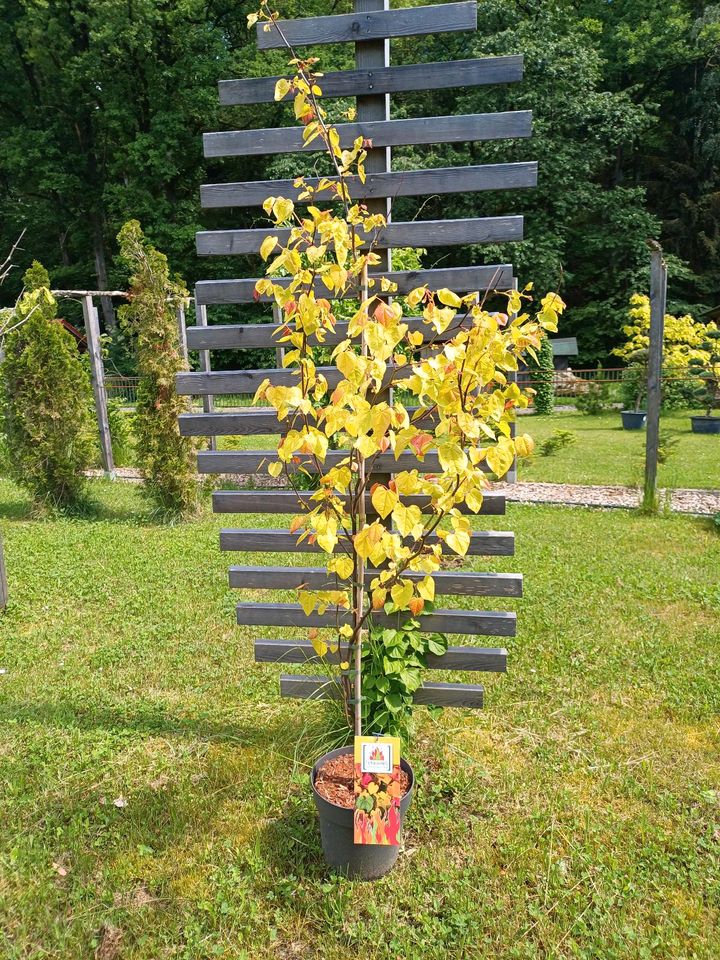 Judasbaum Cercis Eternal Flame Japangarten Formgehölz Pflanzen in Bogen Niederbay