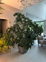 XXL 3m Ficus benjamina Birkenfeige Zimmerpflanze Topf Wuppertal - Cronenberg Vorschau