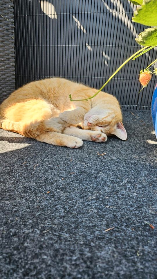 Zuckersüße katze in Rechtsupweg