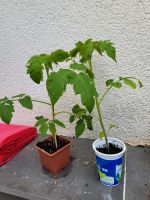 Tomatenpflanzen Hessen - Eltville Vorschau