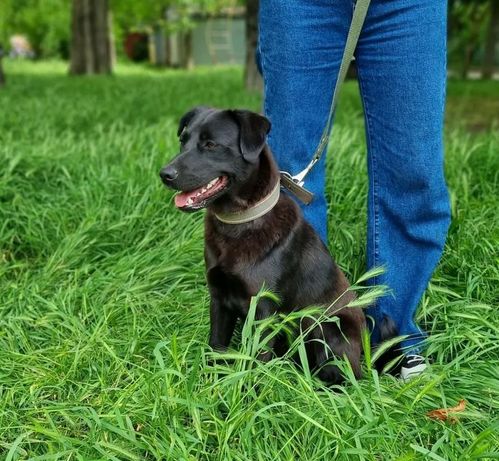 Tierschutz - die junge Hündin Zayka sucht ein Zuhause ! in Hannover