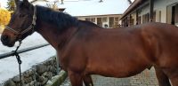 Reitbeteiligung auf verschmusten Pferd Bayern - Zieglstadl Vorschau