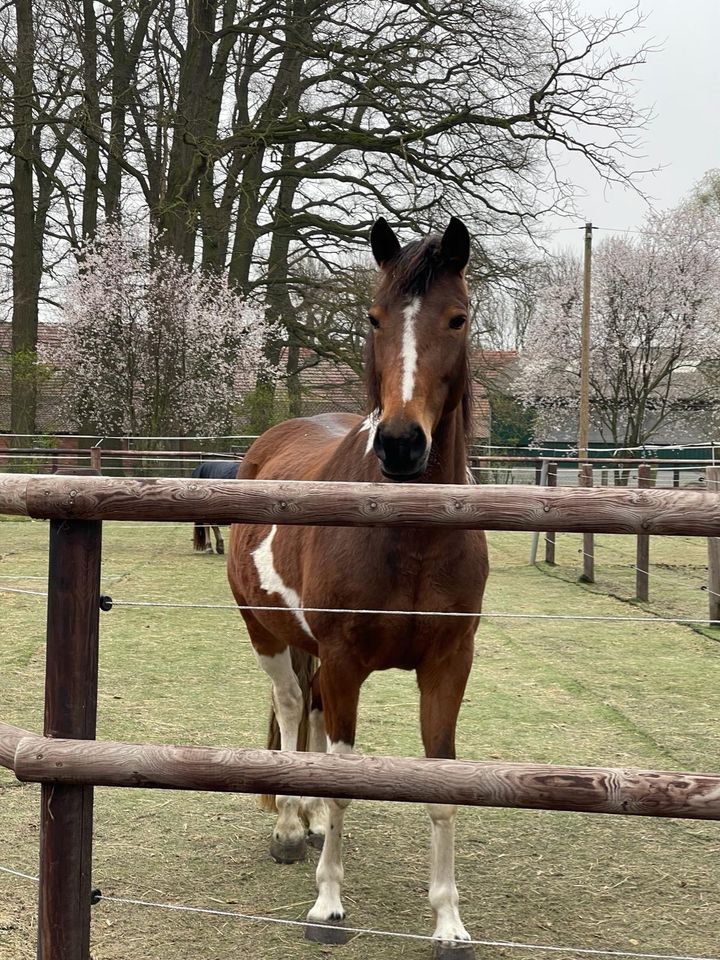 Lewitzer Stute 7 Jahre, Pony in Varrel