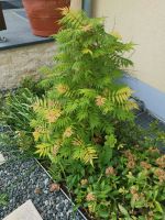 Sorbaria sorbifolia  Grünpflanze   Niedrige Fiederspiere Sachsen - Haselbachtal Vorschau