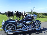 Harley Davidson Softail deLuxe Nordrhein-Westfalen - Hagen Vorschau