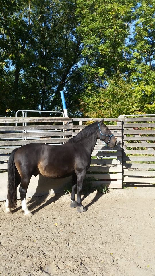 Schweres Warmblut "Piet", 17 Jahre (* 24.04.2007), 1,64 m in Kassel