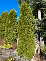 Lebensbaum Thuja ca 3m hoch Bayern - Fuessen Vorschau