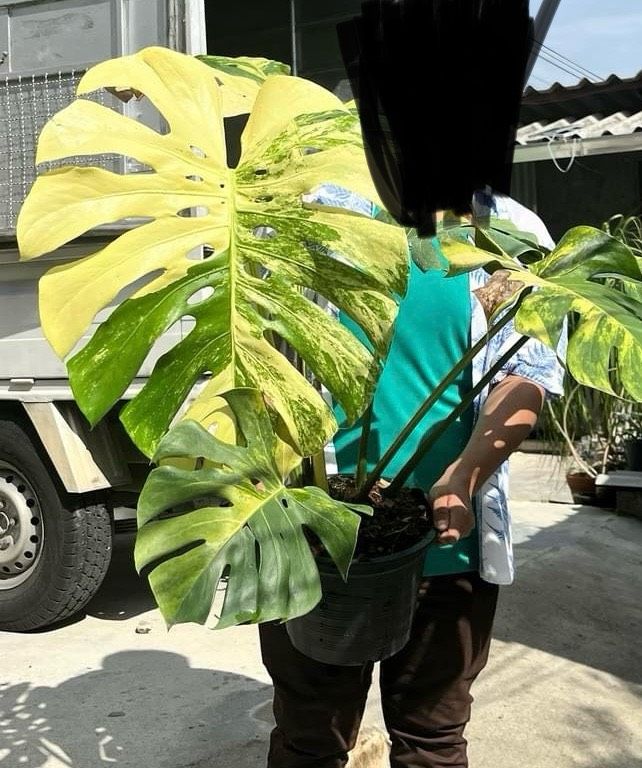 Monstera deliciosa tricolor variegata green mutterpflanze in Stuttgart