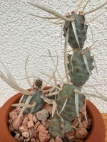 Tephrocactus articulatus v. papyracanthus Kaktus mit Topf Niedersachsen - Ronnenberg Vorschau