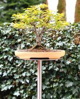 Pflanzenständer Bonsaiständer drehbar Edelstahl Garten Bonsai Niedersachsen - Osterholz-Scharmbeck Vorschau