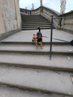 Hund abzugeben Dresden - Pieschen Vorschau