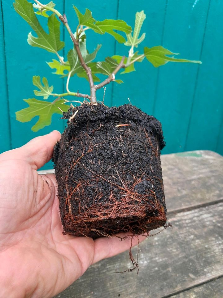 Feigenbaum Stecklinge 'Brown Turkey' in Hiddenhausen