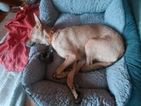 Wohnung/Zimmer in 56377 Nassau für mich und meinen Hund gesucht Rheinland-Pfalz - Nassau Vorschau