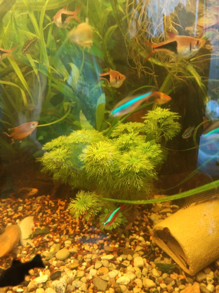 Aquarium Pflanzen, Fische in Sehnde