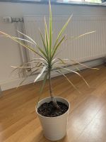 Gerandeter Drachenbaum (Dracena) gesund, mit Topf Düsseldorf - Hafen Vorschau