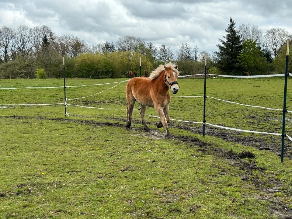 3 jähriger Haflinger Wallach Verkauf oder zur Verfügung in Drelsdorf 