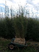 Immergrüner Bambus Jiuzhaigou 1 (ca. 2 - 3m) ohne Rhizomenbildung Kreis Pinneberg - Schenefeld Vorschau